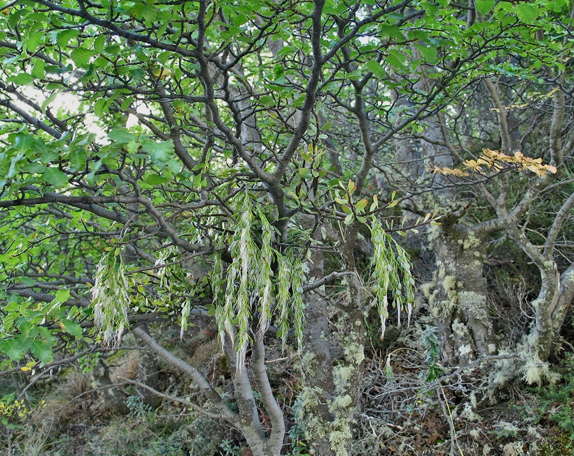 Image of Misodendrum quadriflorum specimen.