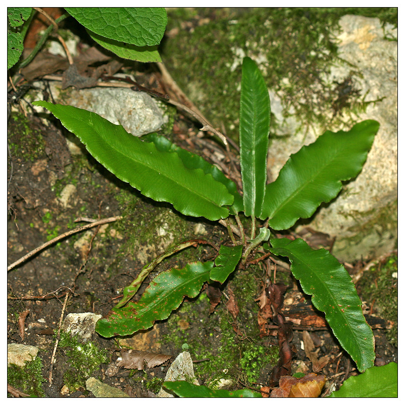 Изображение особи Phyllitis scolopendrium.