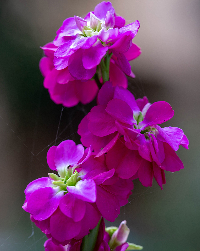 Image of Matthiola incana specimen.