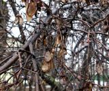 Acer tataricum