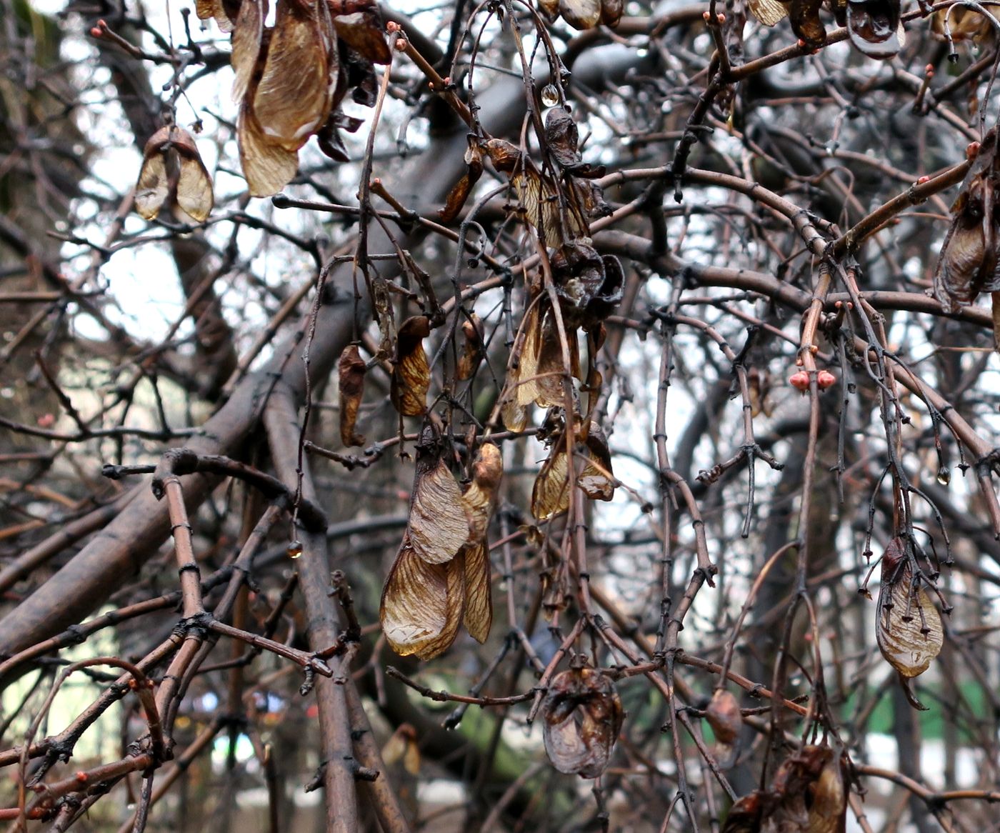 Image of Acer tataricum specimen.