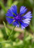 Centaurea cyanoides. Соцветие. Израиль, лес Бен-Шемен. 09.04.2022.