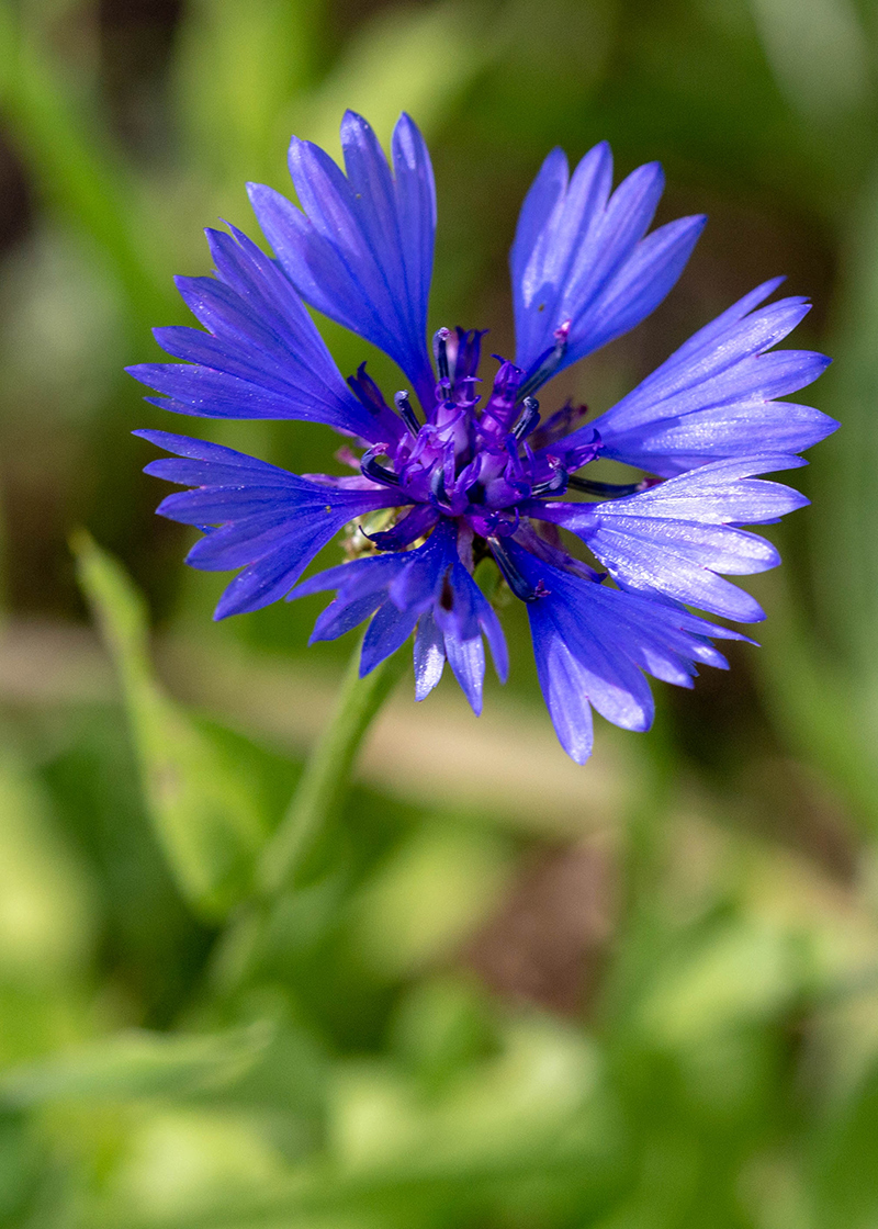 Изображение особи Centaurea cyanoides.