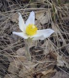 Pulsatilla uralensis. Цветок. Пермский край, Кунгурский р-н, окр. с. Плехановское, окр. ур. Мысы, разнотравный луг. 07.05.2022.