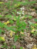 Cephalanthera longifolia. Цветущее растение. Краснодарский край, Крымский р-н, окр. станицы Неберджаевская, ур. Глубокий Яр, буково-дубово-грабовый лес. 14.05.2022.