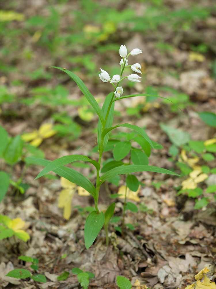 Изображение особи Cephalanthera longifolia.