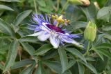 Passiflora caerulea. Цветок с жуком, бутон и листья. Израиль, монастырь Латрун, возле стоянки. 27.06.2022.