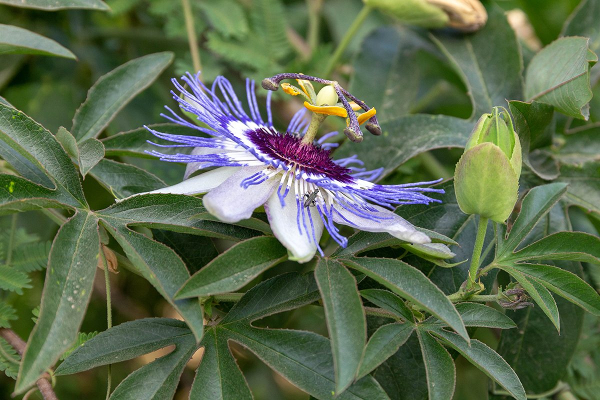 Изображение особи Passiflora caerulea.