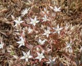 Sedum pallidum ssp. bithynicum