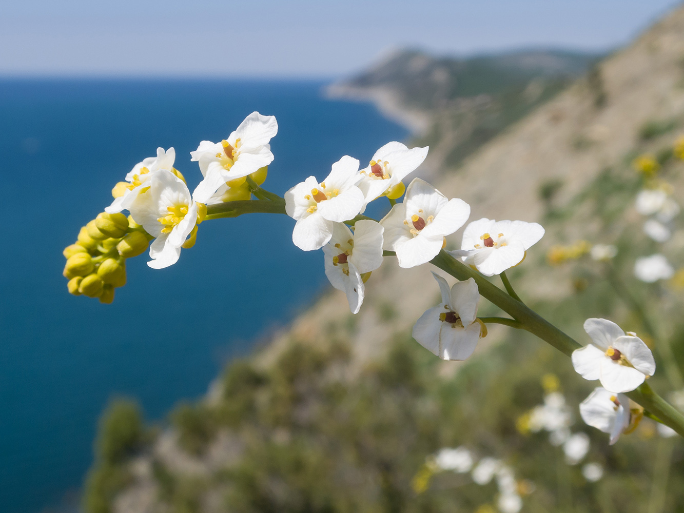 Image of Crambe koktebelica specimen.