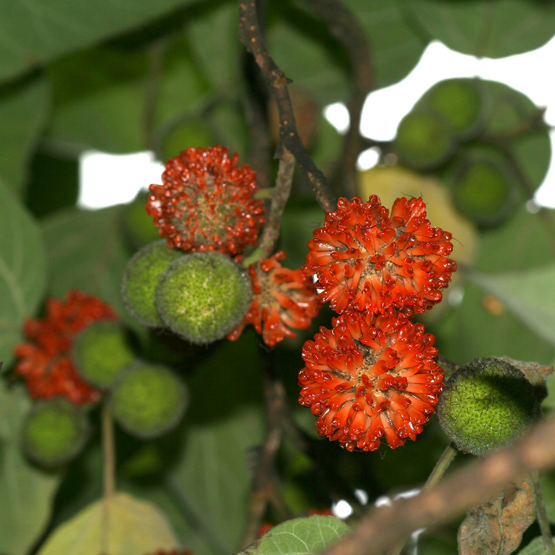 Изображение особи Broussonetia papyrifera.