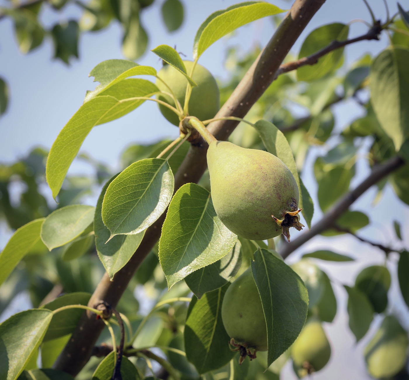 Image of Pyrus communis specimen.