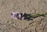 genus Polygala. Верхушка цветущего растения. Республика Ингушетия, Джейрахский р-н, окр. ур. Ний, высота 1760 м н.у.м, луг. 20 июня 2022 г.