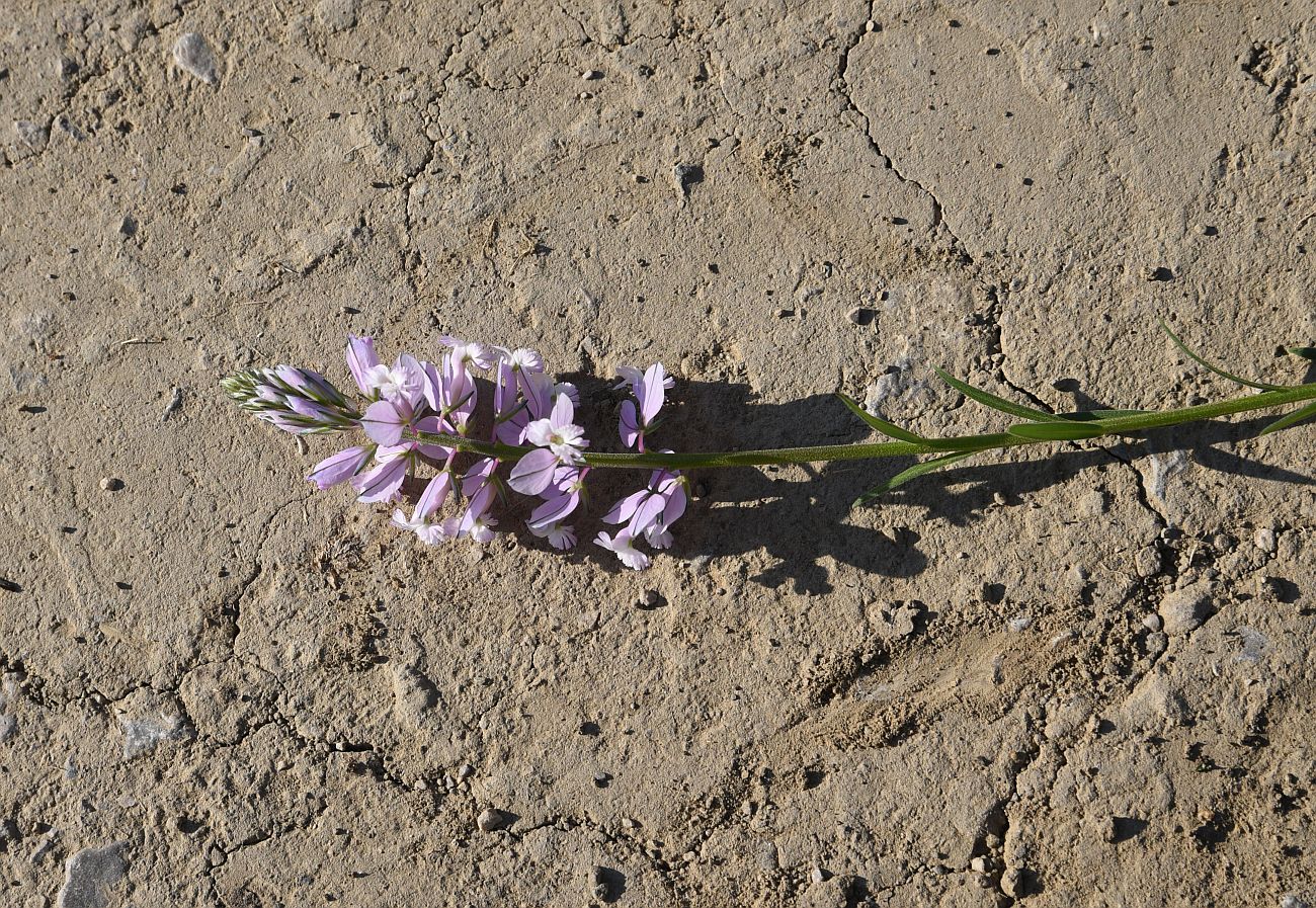 Изображение особи род Polygala.