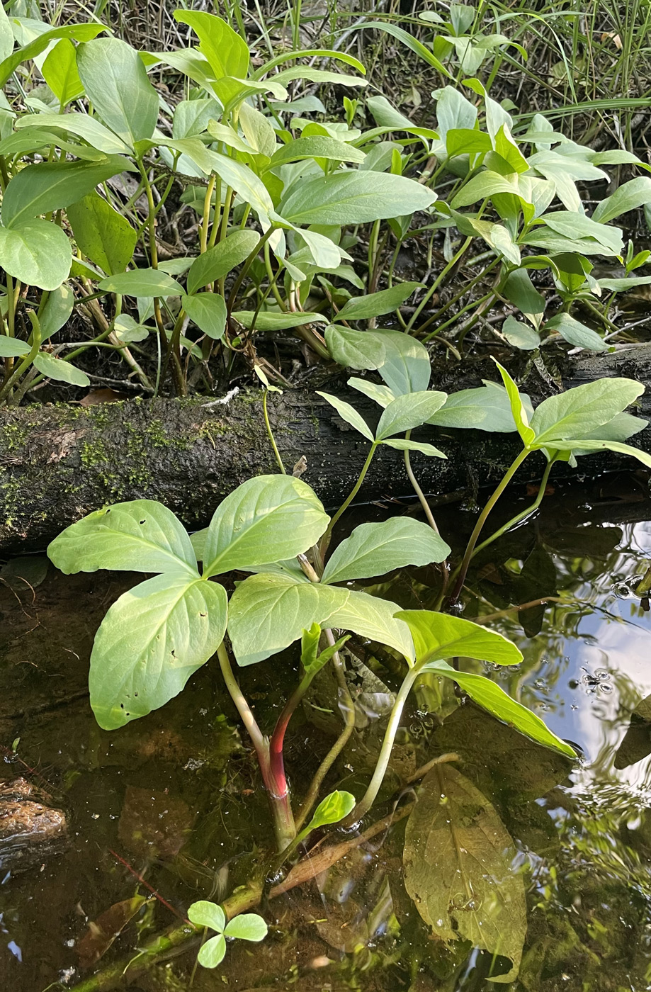 Image of Menyanthes trifoliata specimen.