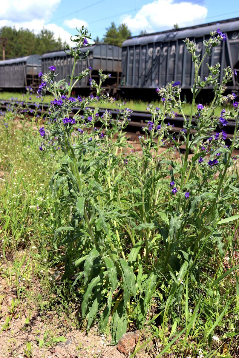 Изображение особи Anchusa officinalis.