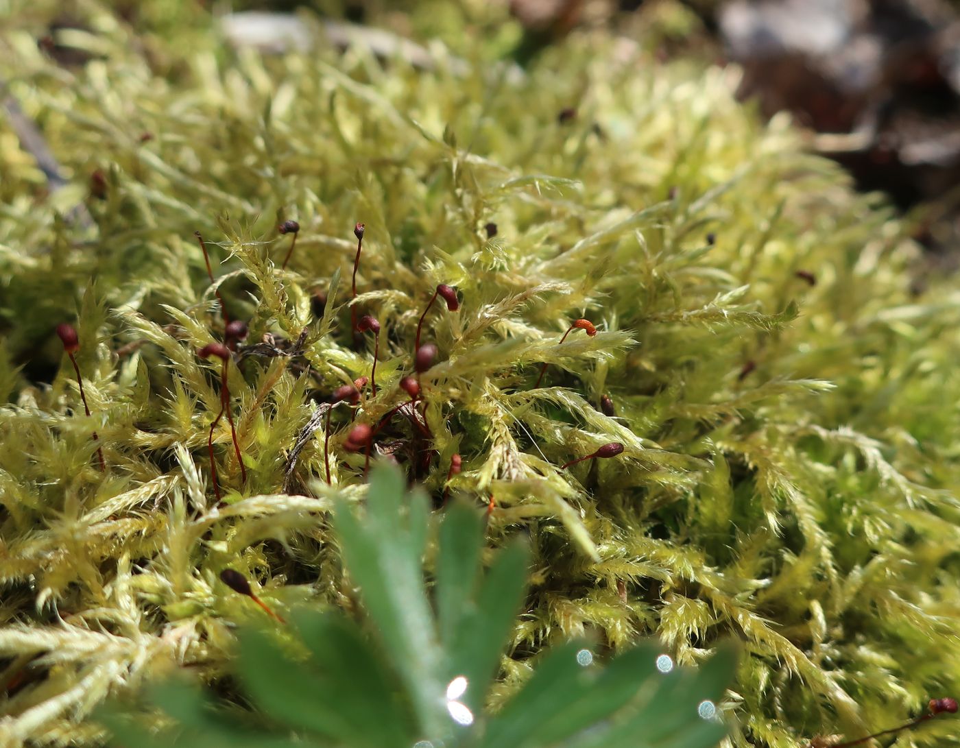 Изображение особи род Brachythecium.