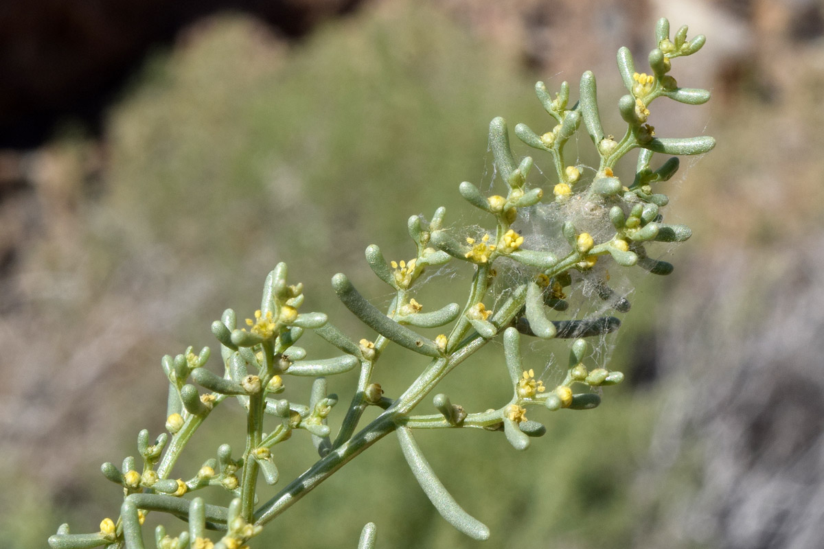 Image of Iljinia regelii specimen.