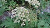 Heracleum lanatum. Соцветие. Камчатский край, Петропавловск-Камчатский, центр города, Никольская сопка, каменноберёзовый лес, у дороги. 25.07.2022.