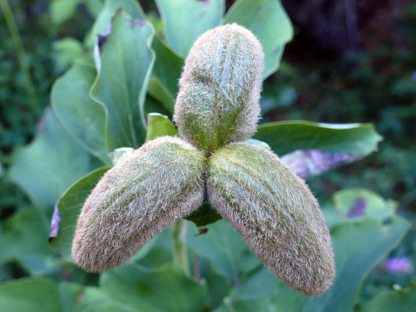 Image of Paeonia daurica specimen.