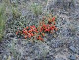 Ephedra fedtschenkoae