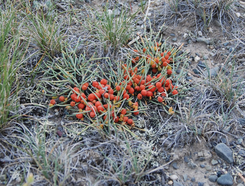 Изображение особи Ephedra fedtschenkoae.