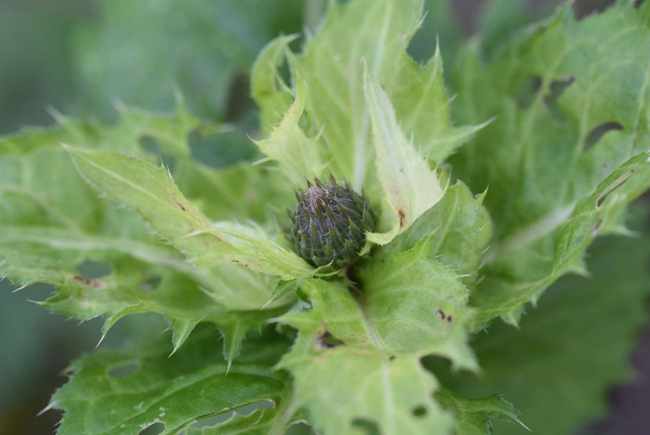 Изображение особи Cirsium oleraceum.