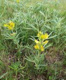 Thermopsis mongolica