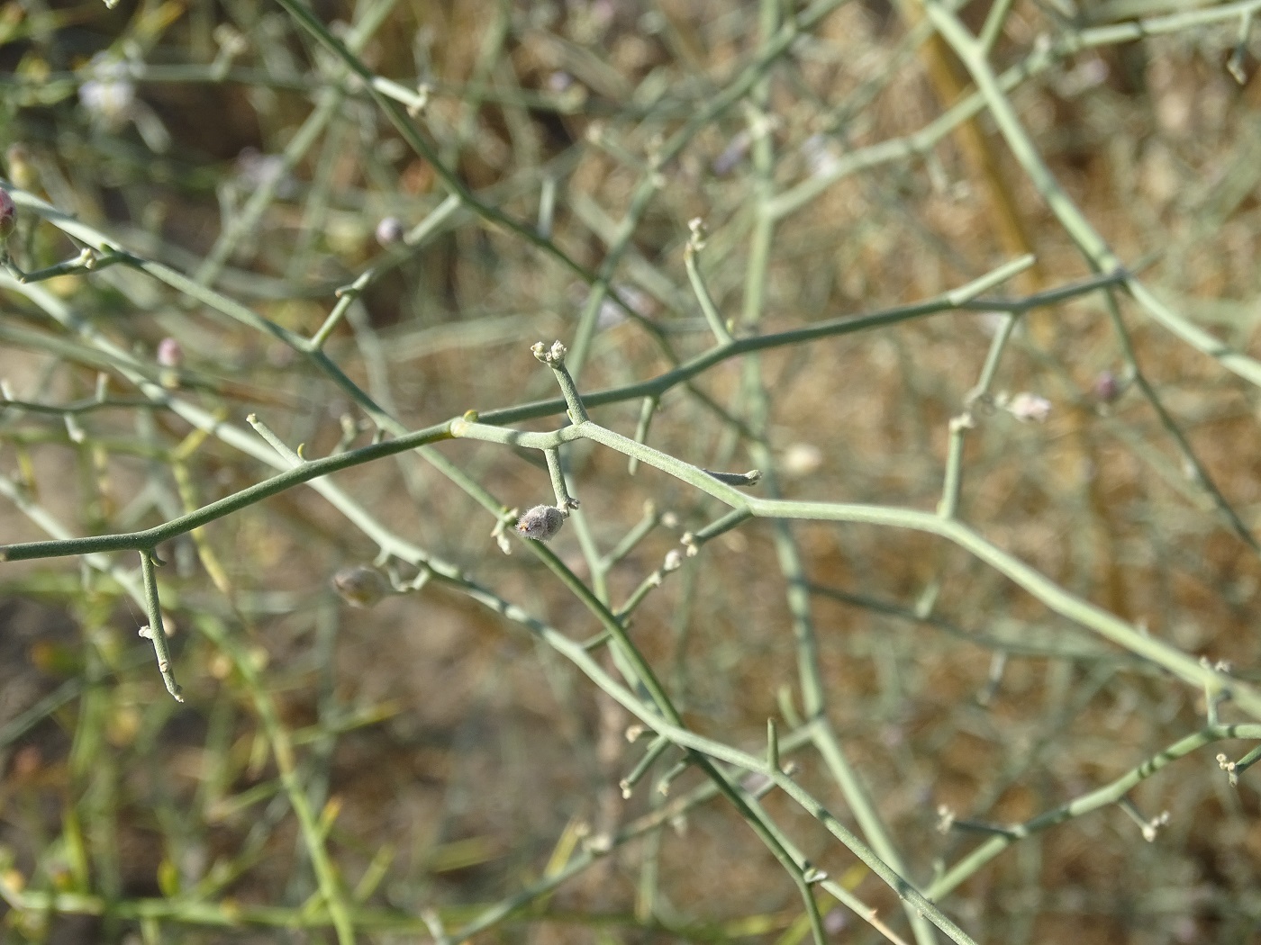Image of Convolvulus hamadae specimen.