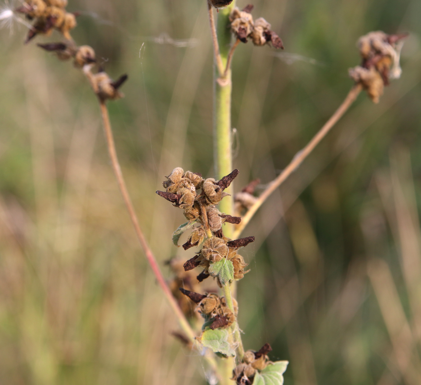 Image of Althaea officinalis specimen.