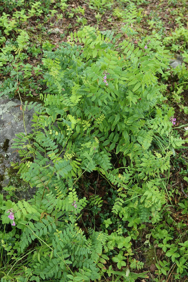 Image of Vicia sepium specimen.