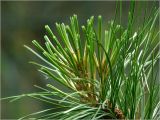 Pinus sibirica. Верхушка веточки с молодыми побегами с развивающимися хвоинками. Московская обл., Раменский р-н, окр. дер. Хрипань, садовый участок. 13.06.2022.