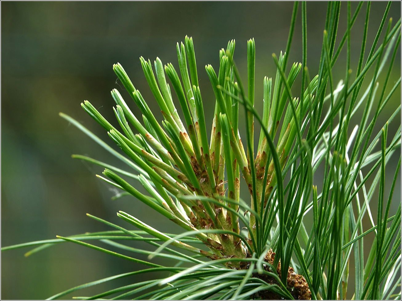 Изображение особи Pinus sibirica.