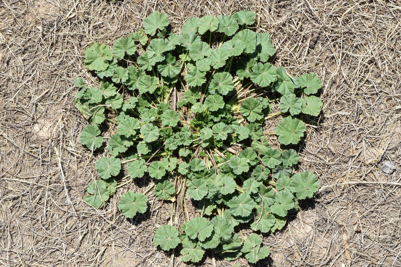 Image of Malva neglecta specimen.