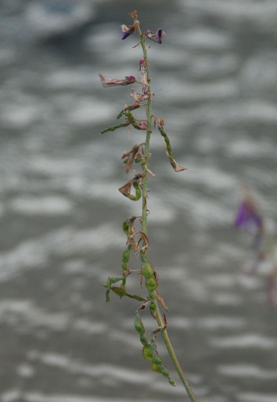 Image of genus Hedysarum specimen.