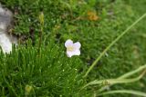 Gypsophila tenuifolia. Цветущее растение. Ингушетия, Джейрахский р-н, окр. перевала Цей-Лоам, ≈ 2200 м н.у.м. 23 июня 2022 г.