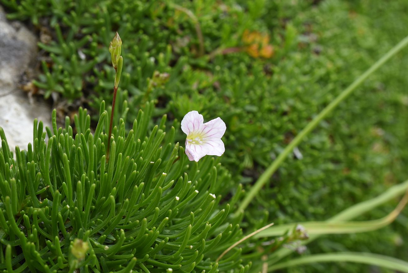 Image of Gypsophila tenuifolia specimen.