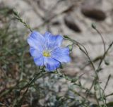 Linum austriacum