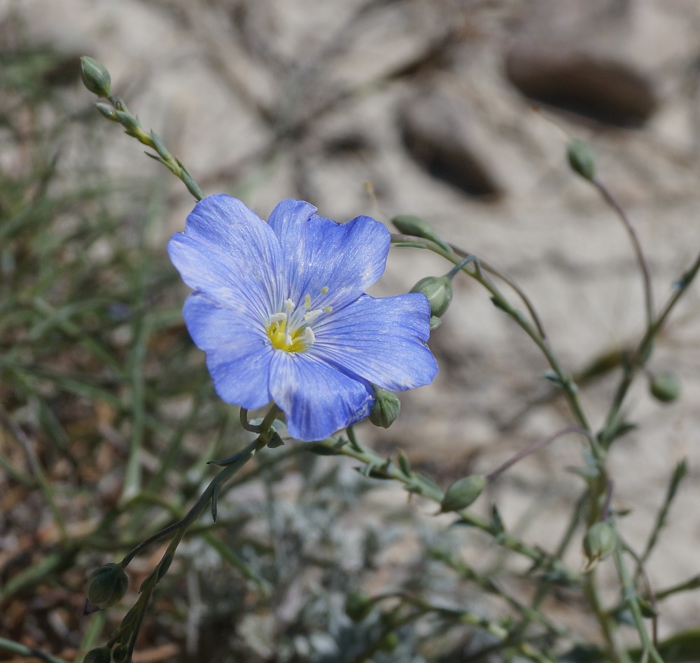 Изображение особи Linum austriacum.