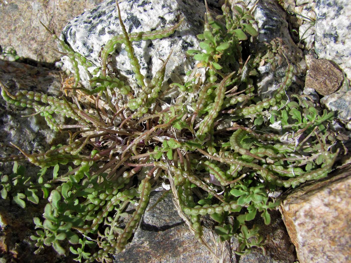 Image of Chorispora bungeana specimen.