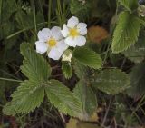 Fragaria viridis. Цветки и листья. Владимирская обл., г. Александров, оз. Дичковское, разнотравный луг. 10.06.2022.