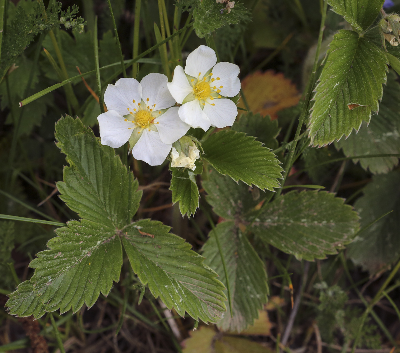 Изображение особи Fragaria viridis.