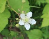 Rubus caesius