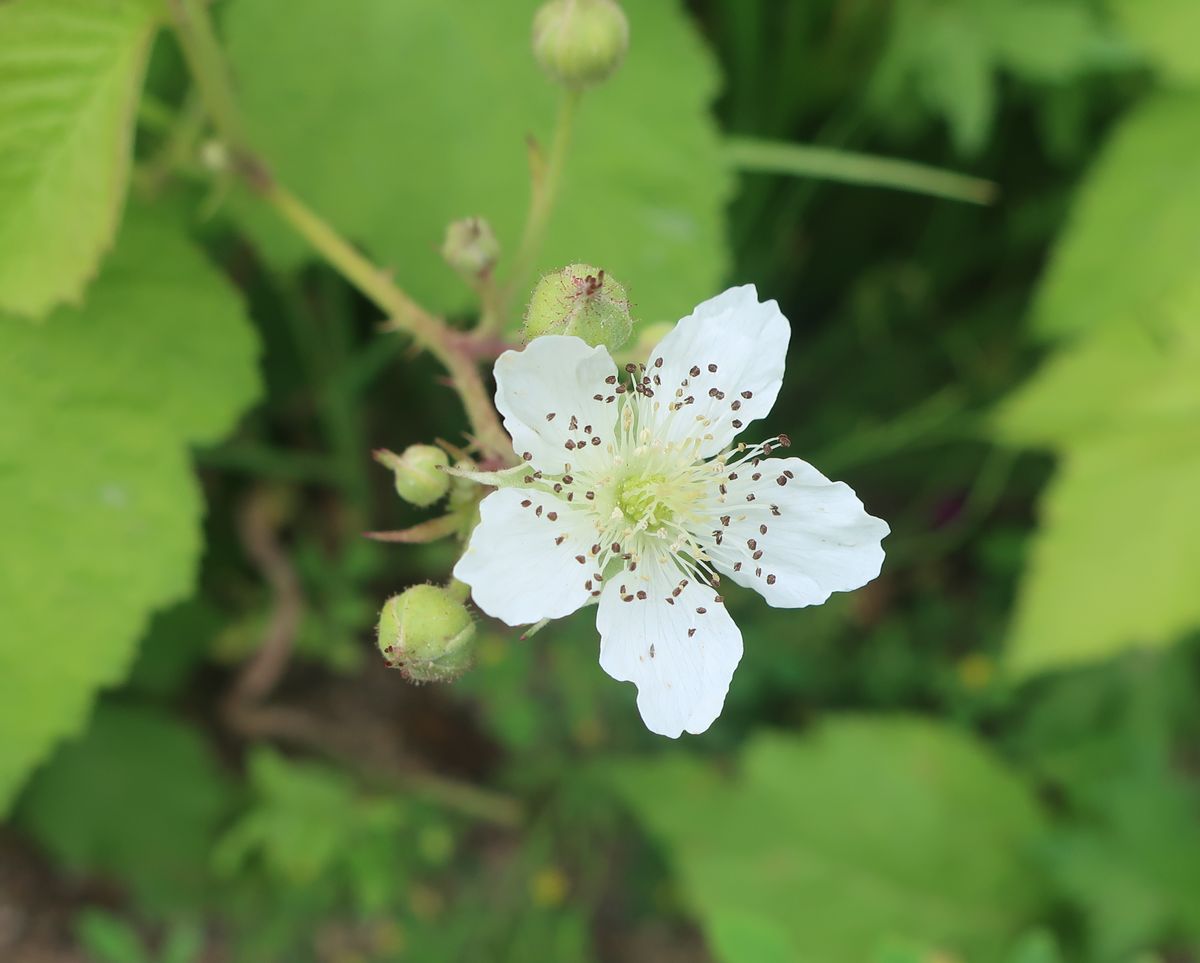 Изображение особи Rubus caesius.