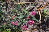 Oxytropis ervicarpa