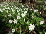 Anemone nemorosa. Цветущие растения. Санкт-Петербург, Старый Петергоф, парк \"Сергиевка\", широколиственный лес. 26.04.2023.