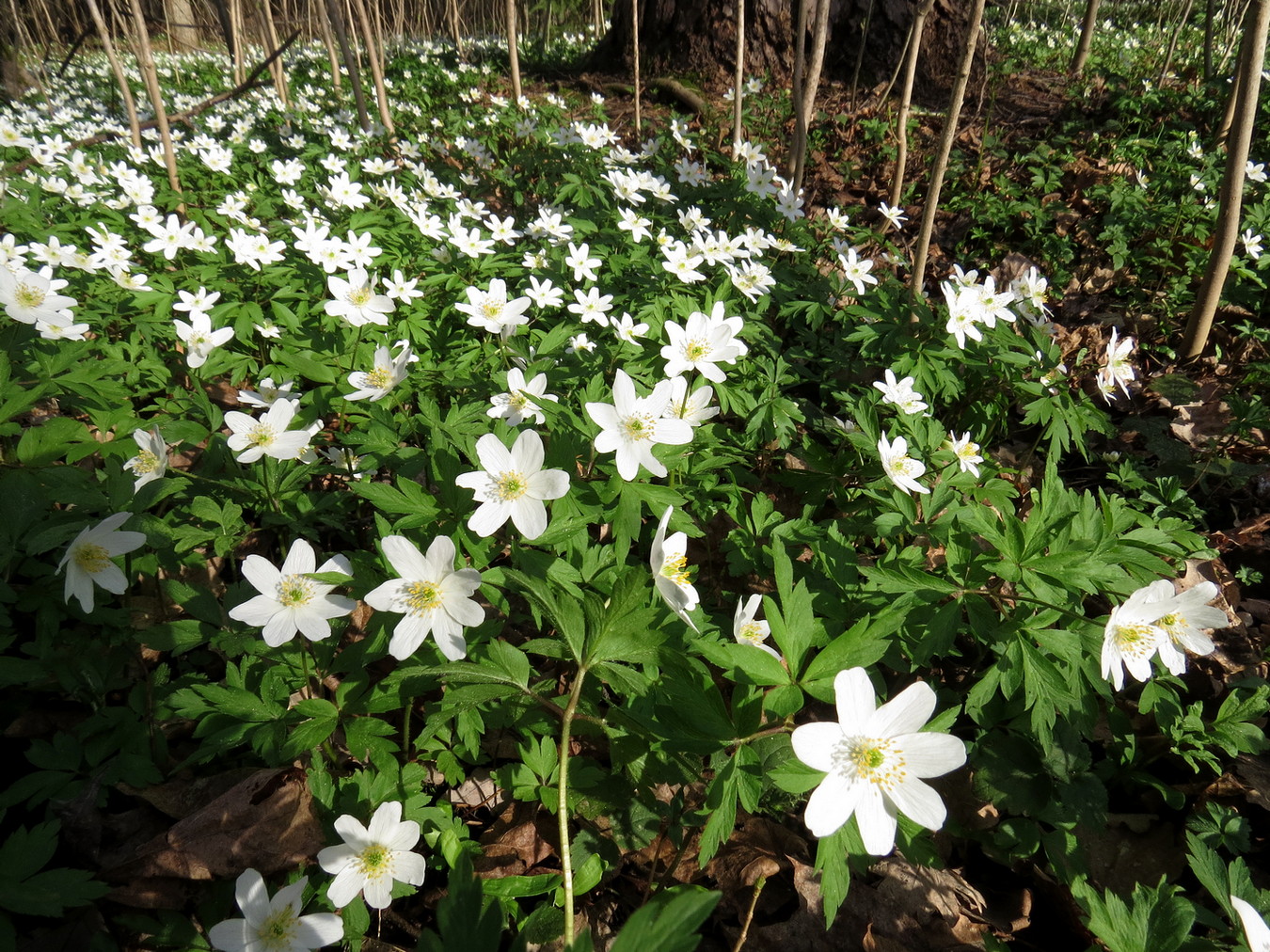 Изображение особи Anemone nemorosa.