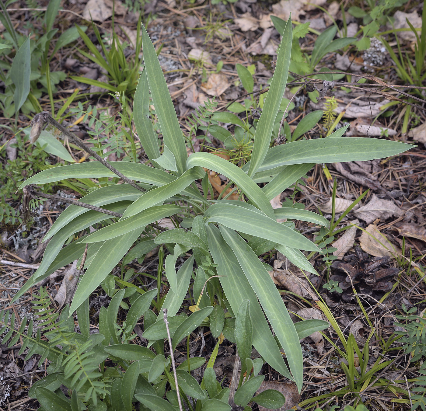 Изображение особи Scorzonera glabra.