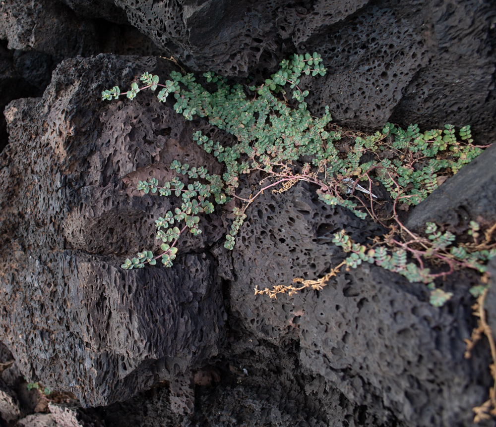 Image of Euphorbia serpens specimen.