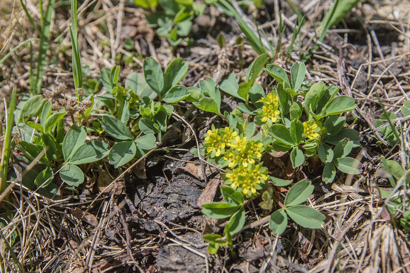 Изображение особи Sibbaldia semiglabra.